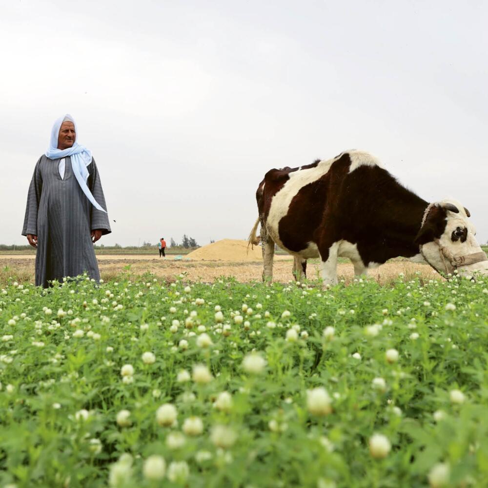 Greening the Desert: Between Vision and Foresight