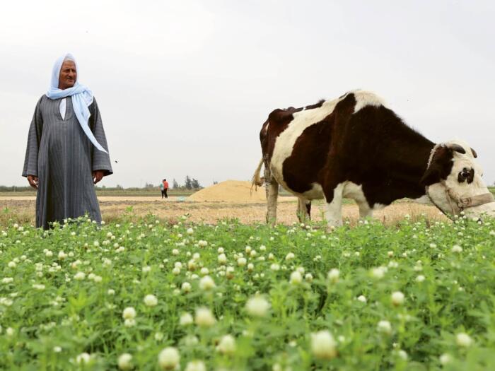 Greening the Desert: Between Vision and Foresight