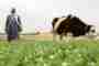Greening the Desert: Between Vision and Foresight
