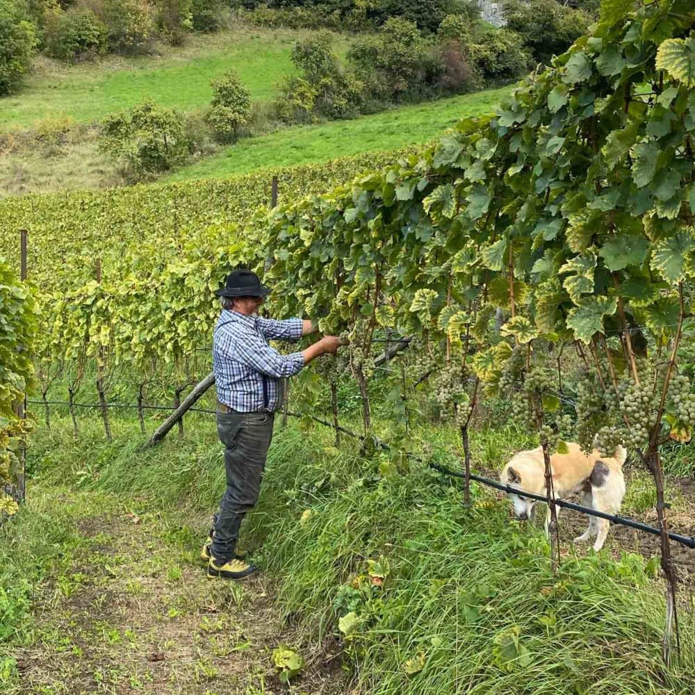 La préparation 501 en viticulture