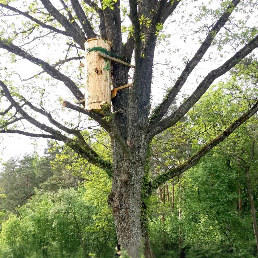 Plantes médicinales et abeilles