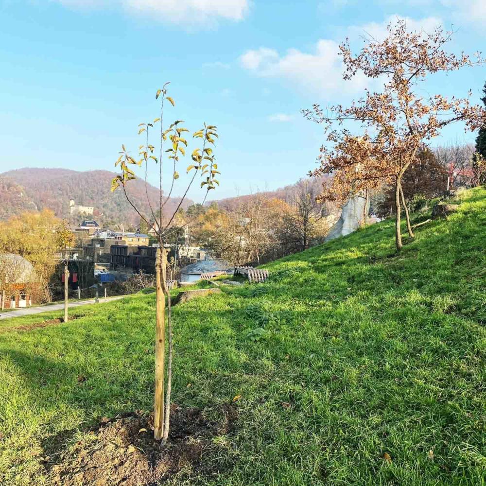 Neupflanzungen im Norden des Goetheanum