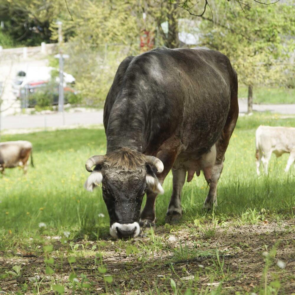 Les vaches au service du paysage et du climat