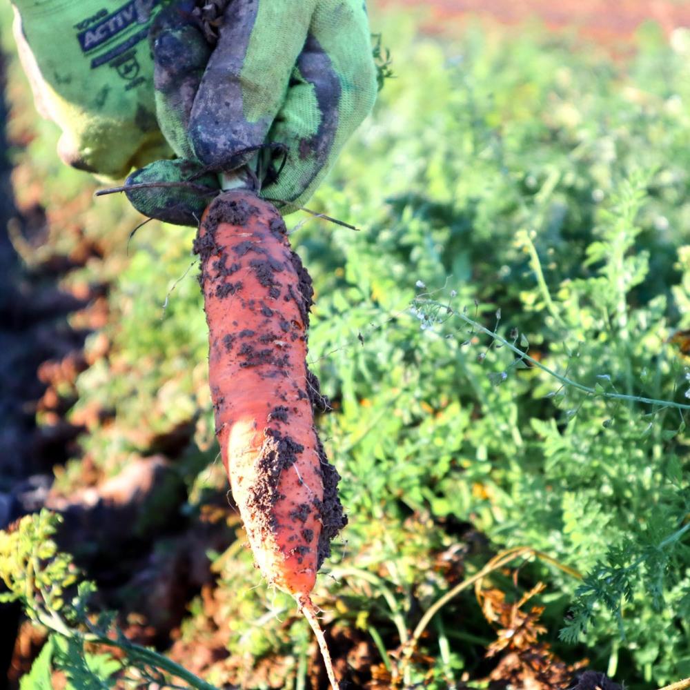 L‘effet « ferme bio » : la bonne santé passe par la confrontation avec le milieu naturel