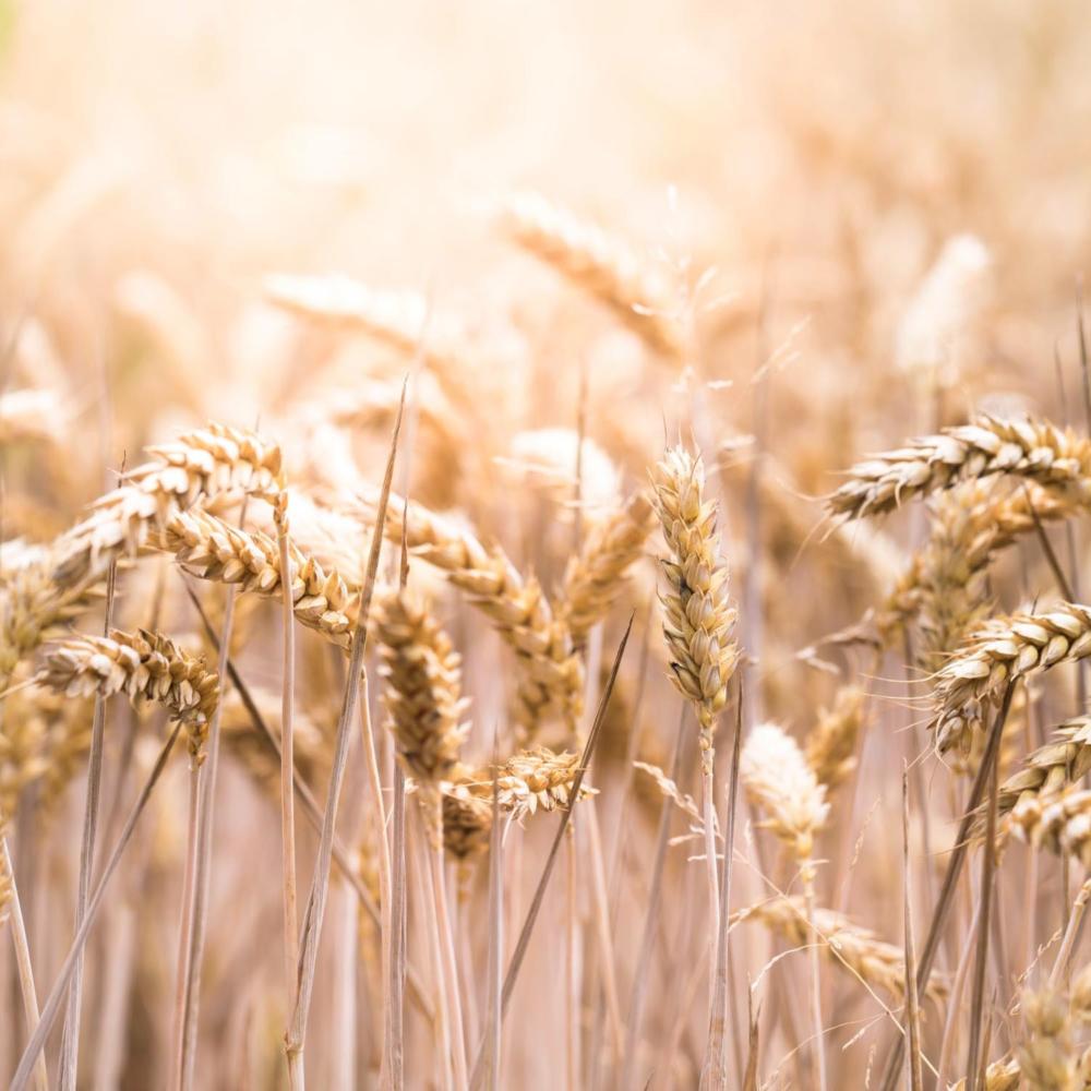 The Drama Around Wheat
