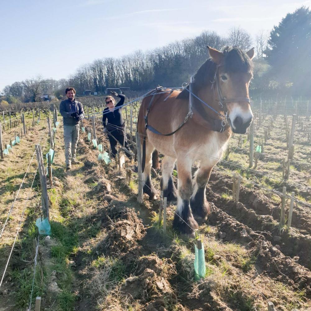 Die Methode, die den Wein verändert