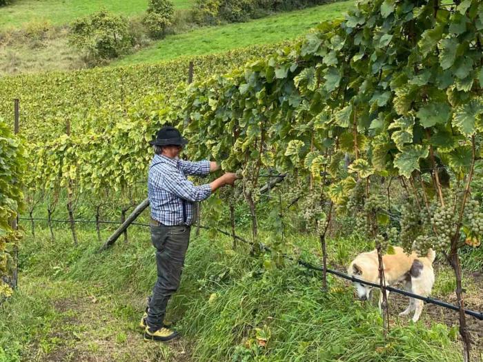 La préparation 501 en viticulture