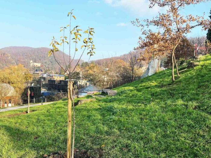 Neupflanzungen im Norden des Goetheanum