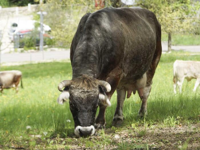 Les vaches au service du paysage et du climat