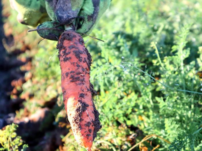L‘effet « ferme bio » : la bonne santé passe par la confrontation avec le milieu naturel