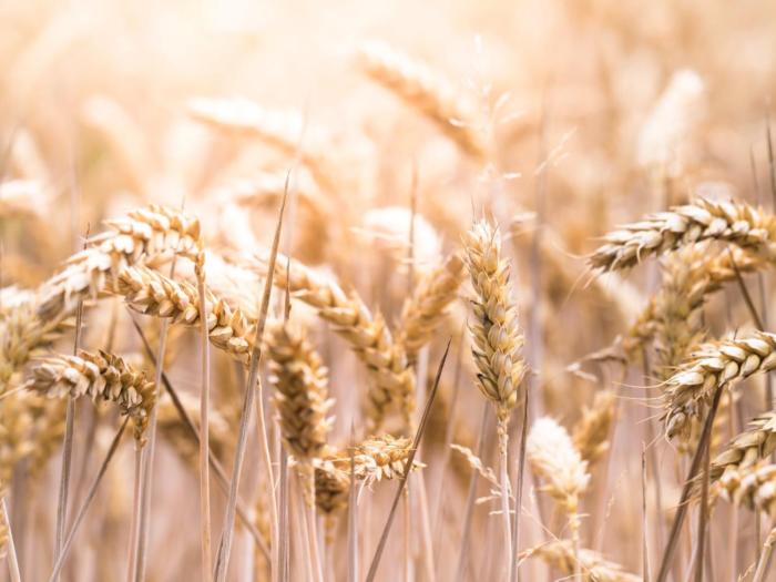 The Drama Around Wheat