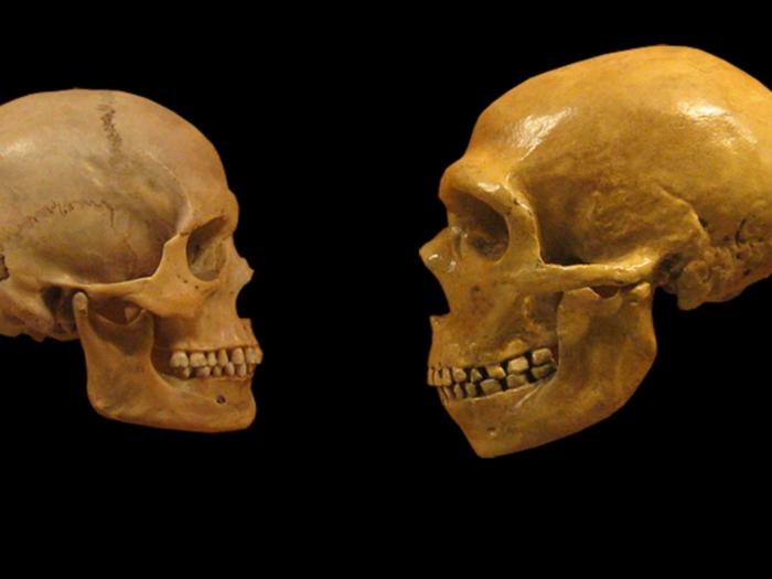Homo Sapiens and Their Companions