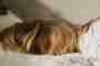 Aides en cas d‘affection post-Covid-19 et de syndrome post-vaccinal