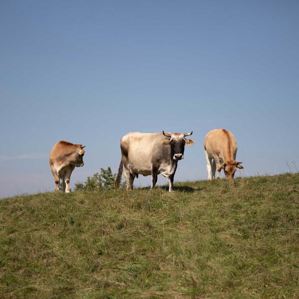 Living Farms: Opportunities for a Sustainable Agriculture